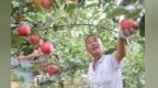 延安洛川：黃土高原果香濃 早熟蘋果迎豐收