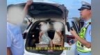 核載5人實載9人 撫州一家長把孩子塞進后備箱當場被抓