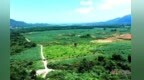 牧草“生金” 年產值8000萬元 安福洲湖3000畝坡地長出“黃金草”