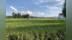 漢中122萬(wàn)畝水稻開(kāi)鐮收割