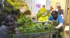 柳河：烟叶丰收进“烤季” “金叶”铺就增收路