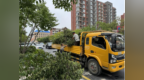 长春市绿园区园林管理中心：“花漾万福街”绿植焕新