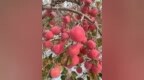 延安：“洛川蘋果”標準頒布