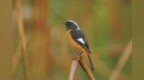 北紅尾鴝、木芙蓉、寒露林蛙……阿拉寧波的“寒露三寶”