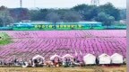 中山崖口村农文旅融合奏新篇 绘就金稻碧海“丰”景图