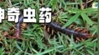 小虫子竟是抗癌高手？中医专家揭秘虫药治癌的4个神奇处方