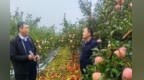 “蘋果之鄉”陜西洛川：連陰雨下的“護果戰”