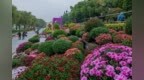 万米月季花瀑涌入单位或小区 明年春风来揭晓