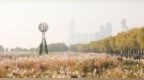 湖北武汉：芦荻花开引人入胜