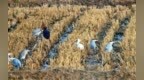 陜西黃河濕地萬只候鳥“趕大集”