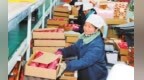 甘肃静宁工业园区苹果分拣忙