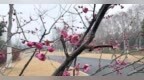 武汉和平公园梅花已“上线”