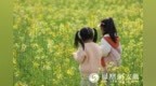 安徽合肥：油菜花开春色美