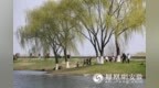 安徽合肥：杨柳吐绿春意新