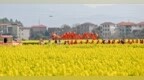 南昌：万亩金花迎客来（图）