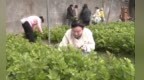 白山市江源区：深耕农旅融合  做强富民产业