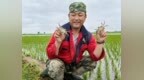 躬耕黑土守“粮”心 新农人种出好“稻”景