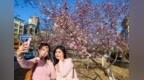 张家口市区清水河畔：山城桃花开