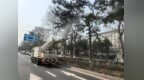 长春市绿化管理中心扎实开展黑皮油松春季复壮工作