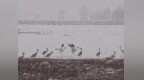 镇赉清明迎春雪！千余极危白鹤驻足莫莫格湿地