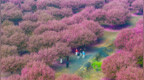 邯郸市峰峰矿区：海棠花开醉游人
