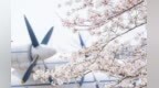 春日浪漫 武汉王家墩公园樱花树下看飞机