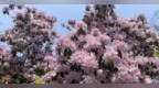 4米高！武汉中心城区最高杜鹃花瀑流淌