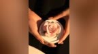 不浇水，只燃香：这朵花用香气生长，在时光里永恒盛开