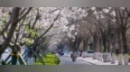 美出圈！威海高新区“樱花大道”惊艳绽放