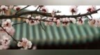 春游乐陵，漫步寻芳