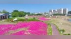 免费打卡！济南这片芝樱花海开爆了，快去赴约！