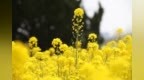 金色花海刷屏！东营最全赏油菜花攻略来了！