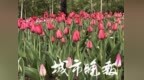 长春公园郁金香开了