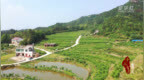 湖南湘乡：白田桑葚 甜蜜正当时