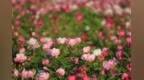 山东日照：芍药花开出暮春眷恋与初夏热情