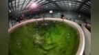 产业升级构筑“蓝色粮仓”——滨海县陶湾牧场突破种源瓶颈搭建全链条自主可控体系