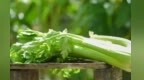 初夏肝火旺　这几样“长寿菜”能帮你