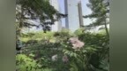 到底是哪个“天才”想出来的？在长春CBD种下了一个牡丹园