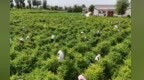 金银花开“金银”来　甘肃灵台乡村振兴“含金量”十足