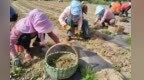 甘肃华亭药田长出致富方　村支书沾两脚泥算起幸福帐