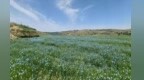成片胡麻成“黄金作物”　甘肃崆峒原野开出“致富花”