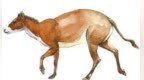 穿越4000年时光　看陇原先民如何驯化马