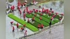 宜丰县：插秧比赛（图）
