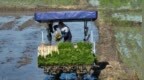 安徽黟县：满满科技范 夏种生产跑出加速度