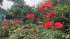 盛夏前的最后一波月季花潮 你接住了吗？