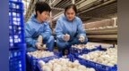 做强丝路寒旱特色循环产业　甘肃临泽“链”上发力