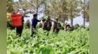 田间绿意变增收红利　甘肃临泽走好富“蔬”路