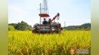 夏日“丰景” 赣县区16.68万亩早稻预计七月底前收割完成