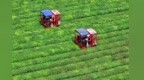 泰和县：智能机械采收夏茶（图）