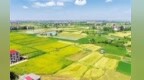 从“挥汗抢农时”到“智耕抢丰收” 解码南昌“双抢”新变化
